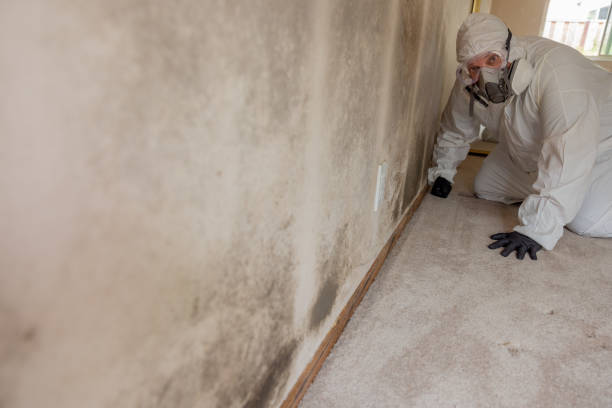 Best Asbestos and Lead Testing During Mold Inspection  in Newport, OH